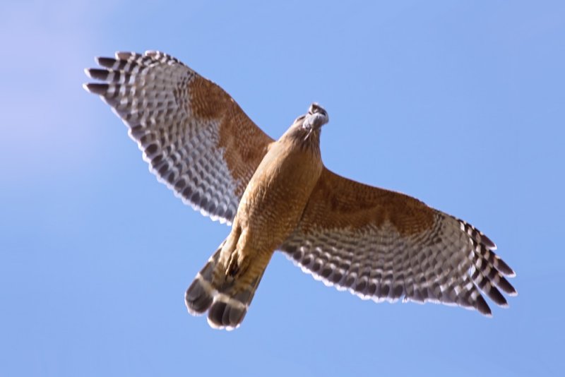 Red-shouldered Hawk, Mc Lellan Ranch