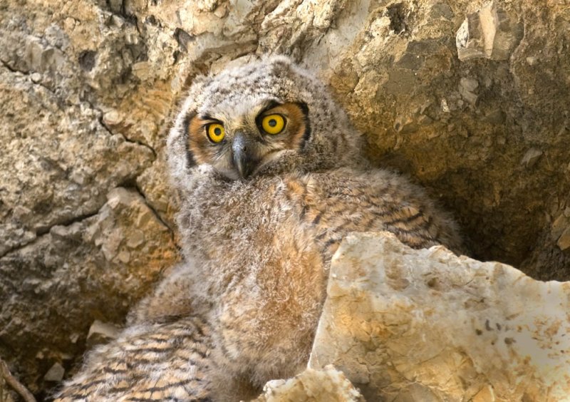 Great Horned Owl, Alumn Rock Park