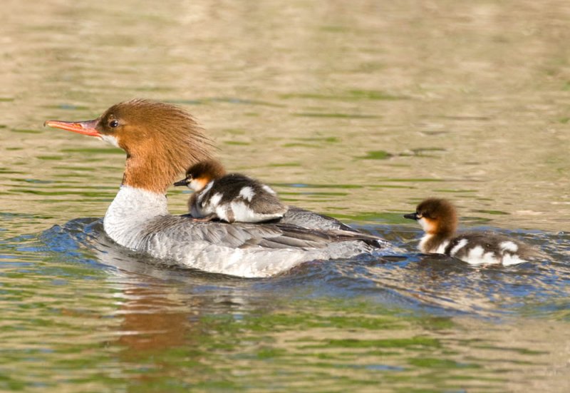 Common Merganser, Vasona