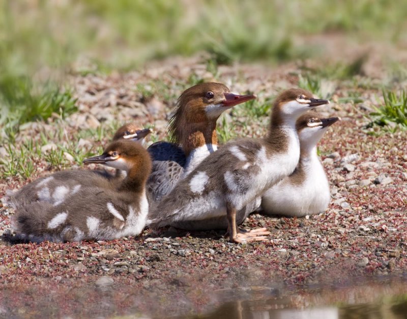 Common Mergansers, Vasona