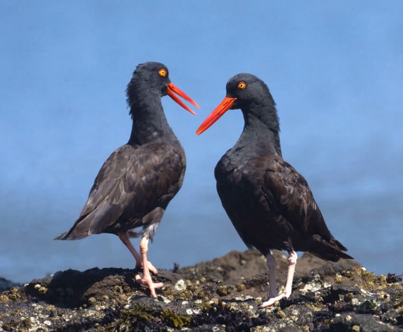 Black Oystercatchers, Half Moon Bay