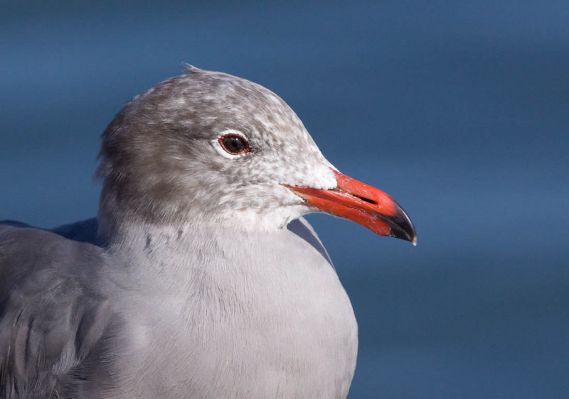 Heermanns Gull, Moss Landing