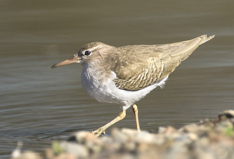 Spotted Sandpiper, Vasona