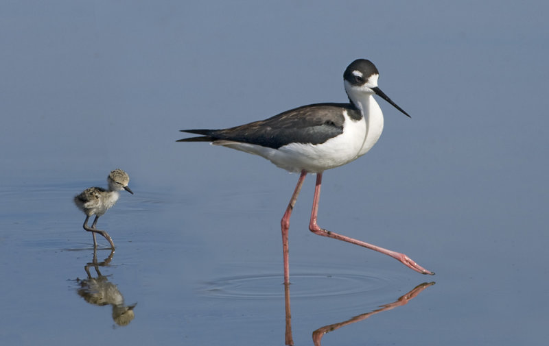 Black-necked Stilt, Alviso