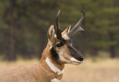 Pronghorn Buck, Bryce Canyon NP