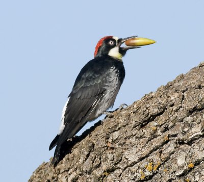 Acorn Woodpecker, Arastradero