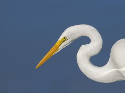 Great Egret, Shoreline