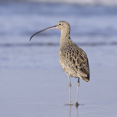 Long-billed Curlew, Moss Landing