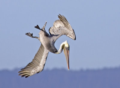 Brown Pelican, Shoreline