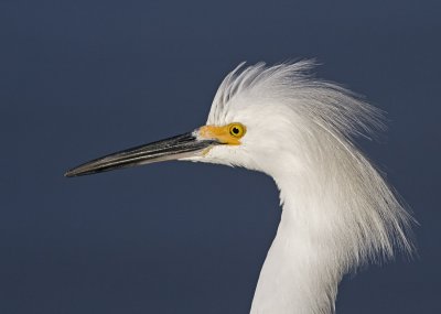 Snowy Egret, Shoreline