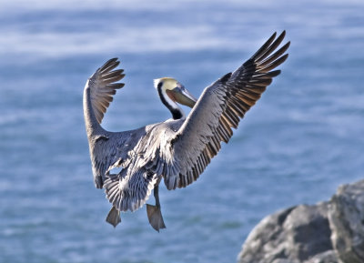Brown Pelican, Moss Landing