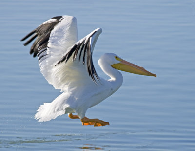 White Pelican