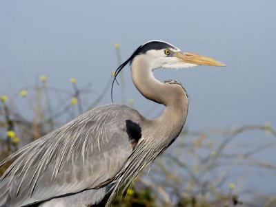 Blue Herons