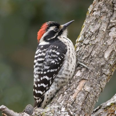 Nutall's Woodpecker, Backyard
