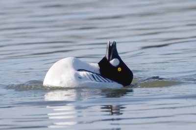 Golden-eye trying to impress a female