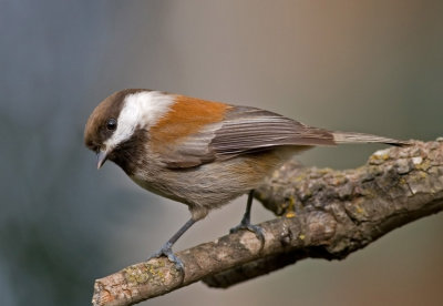 Chestnut-backed Chickadee