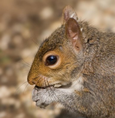 Squirrel, Backyard