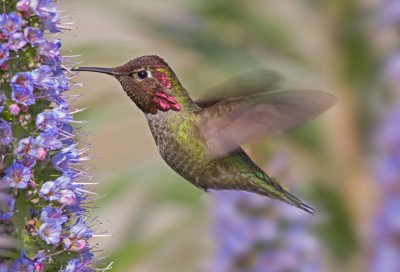 Anna's Hummingbird, Baylands