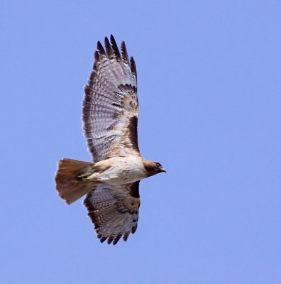 Red tailed Hawk, Campbell