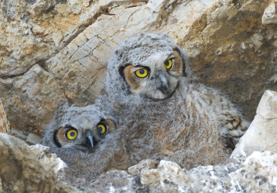 Great Horned Owls, Alumn Rock Park