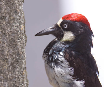 Acorn Woodpecker, McClellan ranch