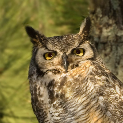 Great Horned Owl, Alumn Rock Park