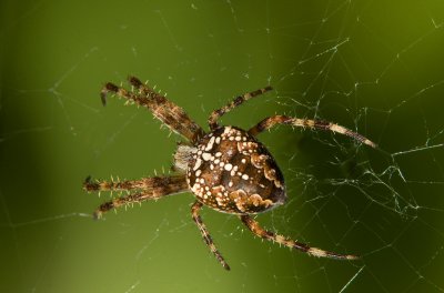 Garden-Spider, Backyard