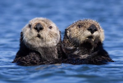 Sea Otters, Moss Landing