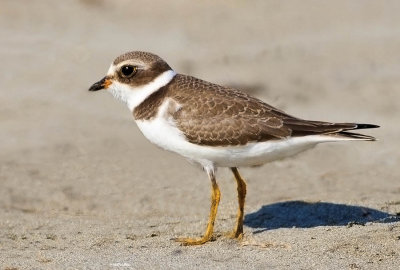 Semipalmated Plover, Pillar Point