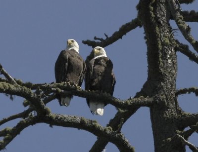 Bald Eagles, Shaw Island, WA