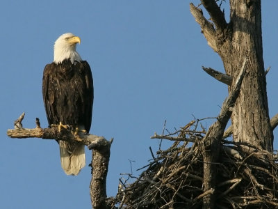 Bald Eagle, Gulf Islands, Canada