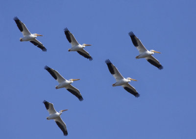 White Pelicans, Shoreline
