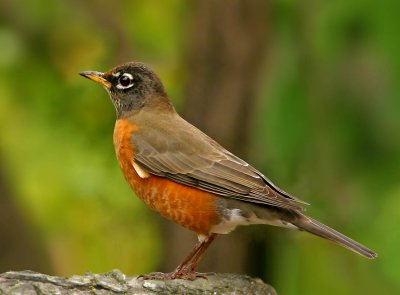 Robin, Backyard