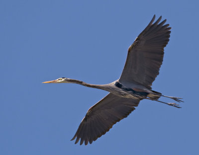 Great Blue Heron, Vasona