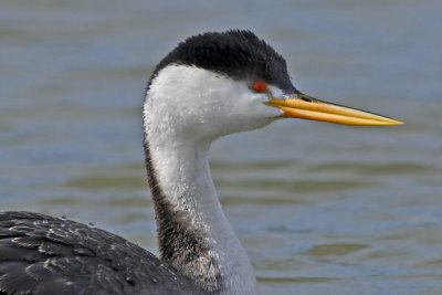 Clark's Grebe, Shoreline