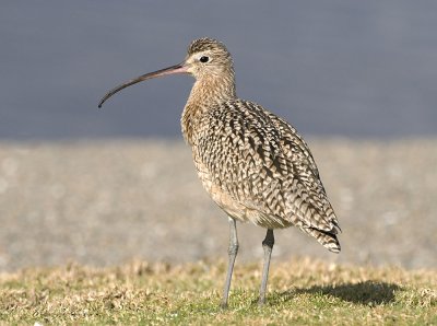 Whimbrel, Shoreline