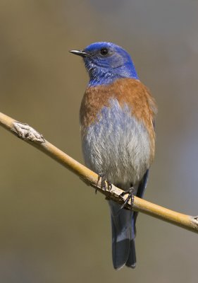 Western Bluebird, Vasona