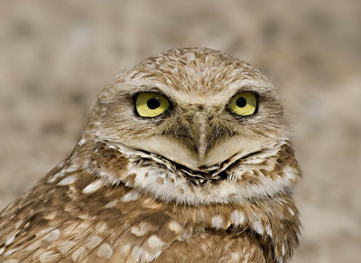 Burrowing Owl, Alviso