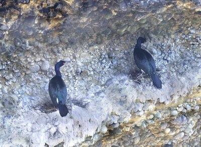 Pelagic Cormorant, Point Lobos