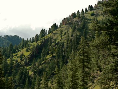 Alpine Forests