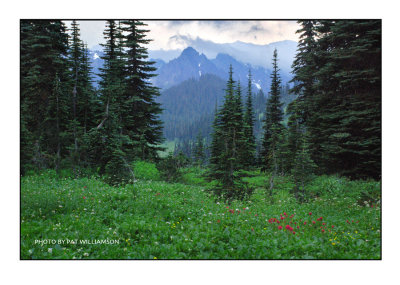 Mt. Rainier at Paradise