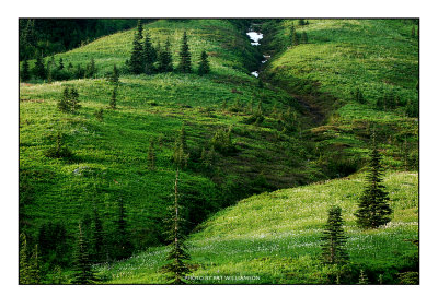 Mt. Rainier at Paradise