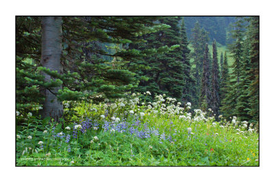 Mt. Rainier at Paradise