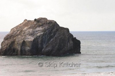 Bandon Oregon / Turkeys taken in Myrtle Point Or.