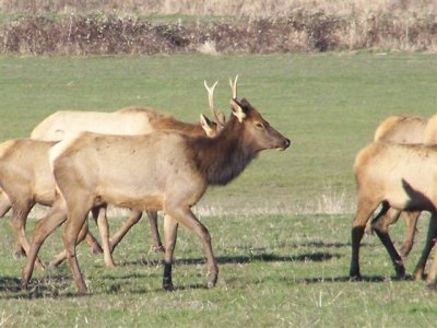 Elk, taken in Myrtle Point Oregon