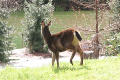 Winter Coat Deer
