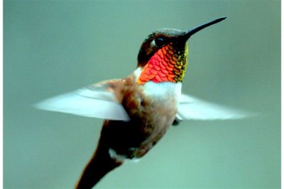 Humming Birds
