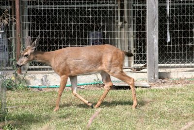 My DEER between Myrtle Point and Bandon OR.