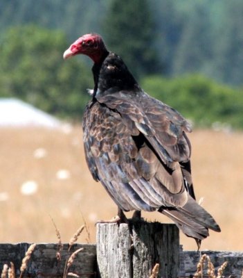Turkey Vulture / Deer