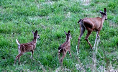 Turkey Vulture / Deer